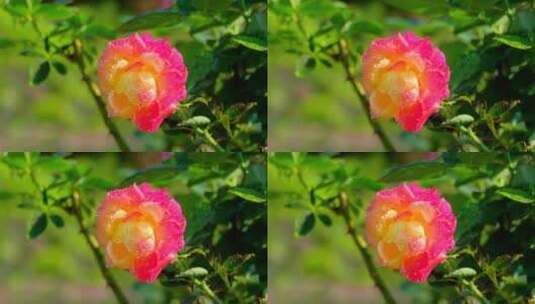 月季花 玫瑰花 鲜花 露水 春暖花开高清在线视频素材下载