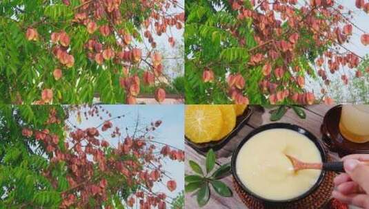 蜂花蜜合集高清在线视频素材下载
