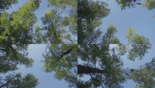 仰视树木 推进镜头高清在线视频素材下载