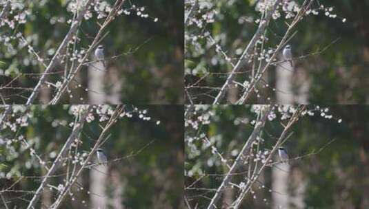 梅花枝上的鸟儿高清在线视频素材下载