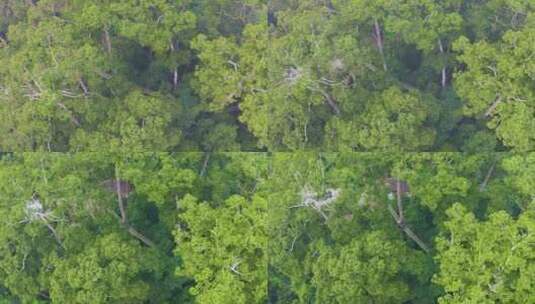 航拍西双版纳原始森林高清在线视频素材下载