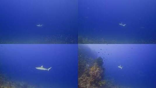 水底拍摄鲨鱼 大白鲨高清在线视频素材下载