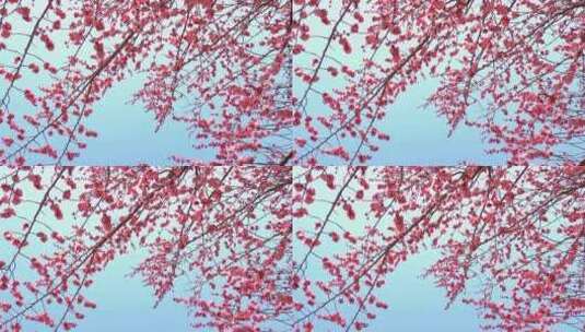 春季红色梅花景观高清在线视频素材下载
