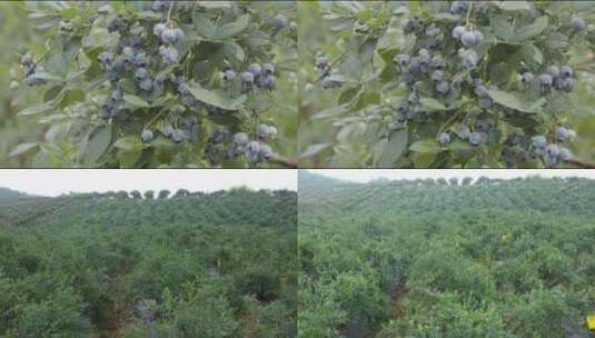水果蓝莓园高清在线视频素材下载