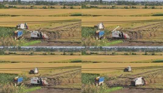 4K农民收割粮食水稻庄稼高清在线视频素材下载