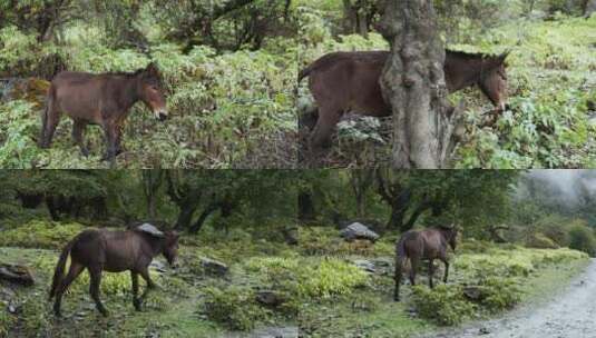 雨崩户外徒步登山高清在线视频素材下载