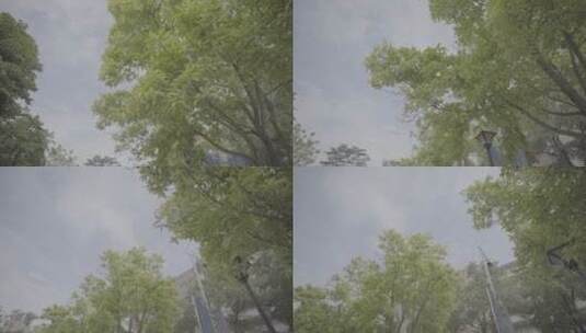 校园风光树木天空视频高清在线视频素材下载