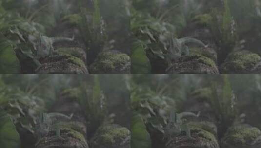 棚拍变色龙蜥蜴在热带雨林中爬行近景特写高清在线视频素材下载