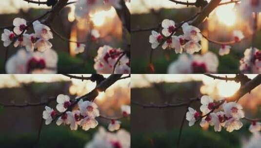 移动轨道拍摄夕阳背景的杏花系列高清在线视频素材下载