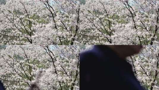 杭州太子湾樱花盛开高清在线视频素材下载