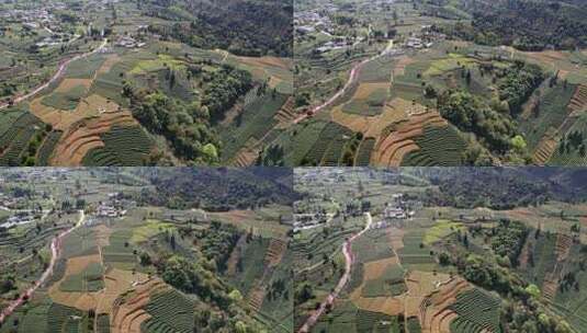 航拍四川雅安蒙顶山牛碾坪茶山高清在线视频素材下载