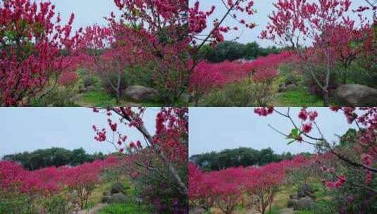 桃花林 树林 春暖花开 桃花坞 桃花园高清在线视频素材下载