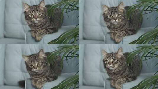 可爱猫咪乖巧宠物猫治愈高清在线视频素材下载