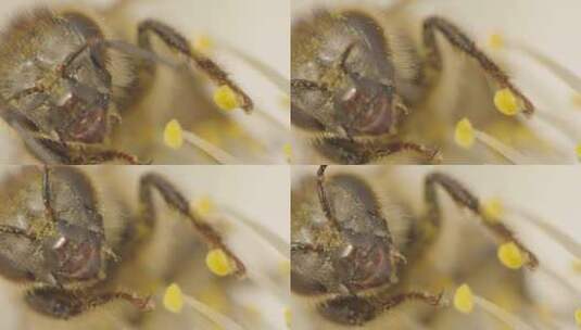 蜜蜂在花上采蜜头部特写高清在线视频素材下载