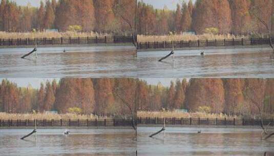 城市湿地湖中一只戏水的黑天鹅高清在线视频素材下载