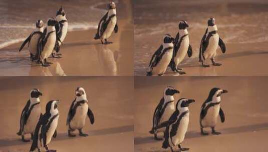 一群企鹅 企鹅宝宝高清在线视频素材下载
