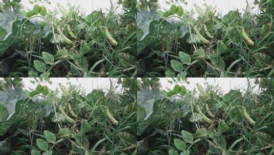 绿色农作物蚕豆豌豆高清在线视频素材下载