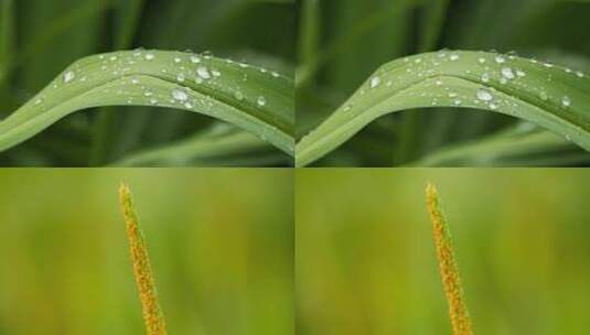 春天植物黄花菜看麦娘露珠花粉绿油油高清在线视频素材下载