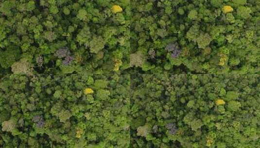 空中俯视图，放大热带森林树冠：自然背景高清在线视频素材下载