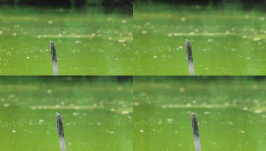 夏天池塘里木棍上的蜻蜓蝉鸣高清在线视频素材下载