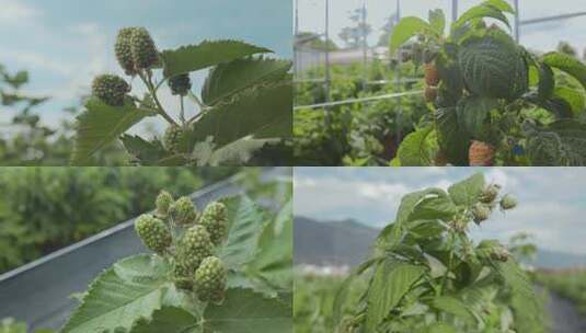 乡村振兴农业果树树莓种植高清在线视频素材下载