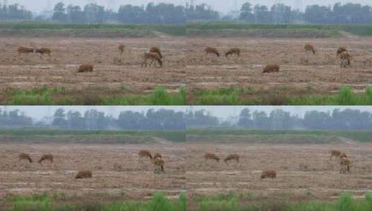 江苏盐城大丰麋鹿自然保护区中的麋鹿高清在线视频素材下载