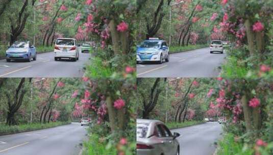 开满鲜花的公路，深圳香山中街车流高清在线视频素材下载