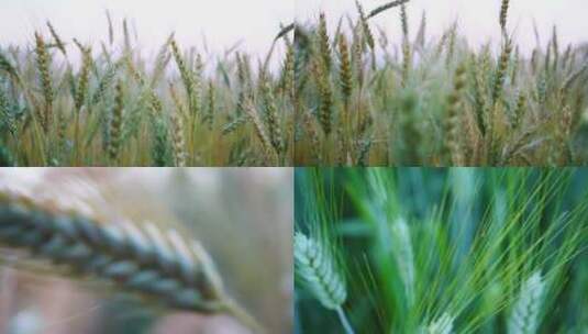小麦种植麦穗芒种高清在线视频素材下载