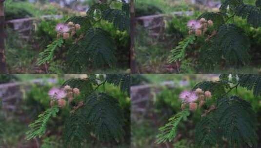 在风雨中摇曳的合欢花高清在线视频素材下载