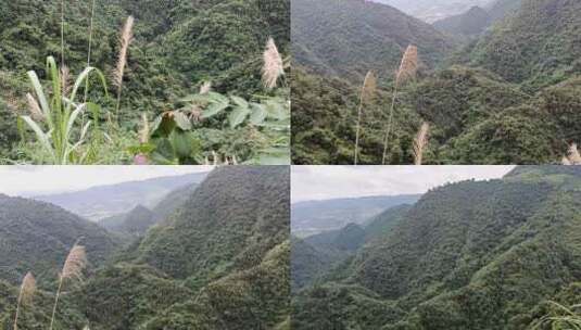 踏上森林大自然的征程领略山峰的神秘魅力高清在线视频素材下载