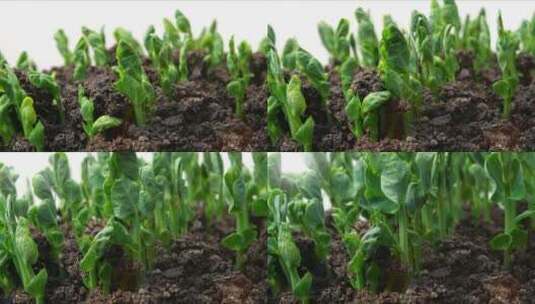 温室蔬菜种子从地面新生豌豆植株生长和发芽的时移高清在线视频素材下载