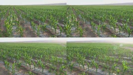 玉米地实拍素材高清在线视频素材下载