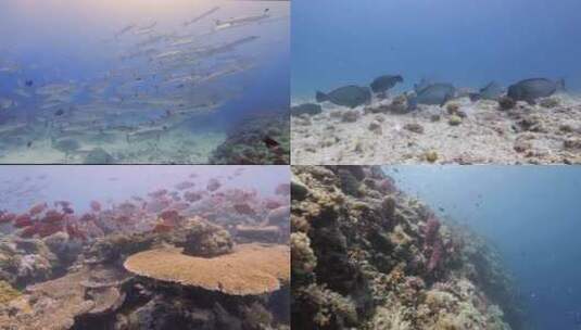 海底生物深海鱼群高清在线视频素材下载