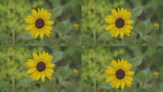 阳光下的花朵高清在线视频素材下载