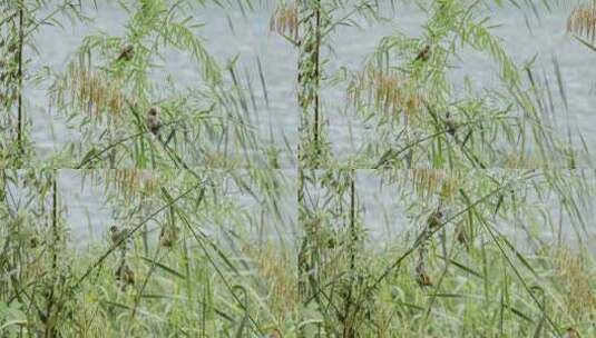 芦苇蒲草野草麻雀秋季湿地高清在线视频素材下载