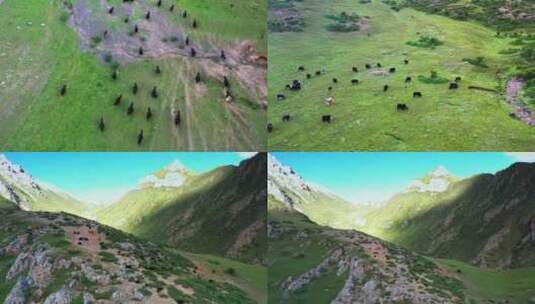 草原山坡上奔跑的牦牛群高清在线视频素材下载