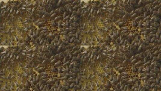 人工养殖蜜蜂高清在线视频素材下载