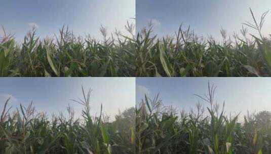 秋天微风吹拂的玉米地农业高清在线视频素材下载