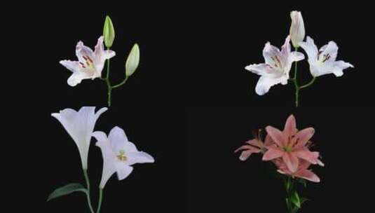 【合集】百合花植物鲜花花卉生态大自然高清在线视频素材下载