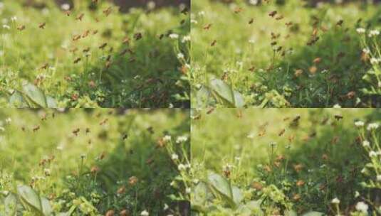 春天田野养蜂场蜜蜂围绕蜂箱飞舞慢镜头高清在线视频素材下载
