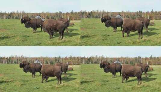 加拿大野牛，水牛在吃草高清在线视频素材下载