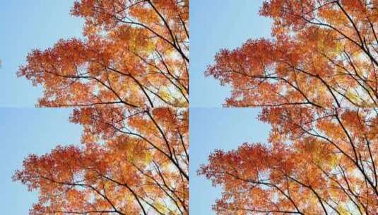 仰拍秋天美丽的红叶黄连木高清在线视频素材下载