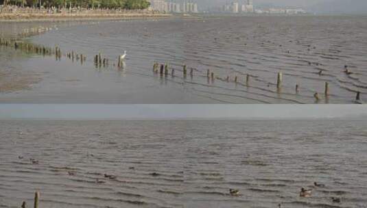 4K实拍深圳湾湿地公园海鸥候鸟栖息高清在线视频素材下载