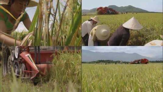 农业 丰收 农民 粮食高清在线视频素材下载