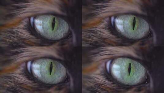 猫眼眼睛高清在线视频素材下载