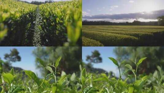 茶园茶山茶厂茶叶微风拂过春茶采茶高清在线视频素材下载