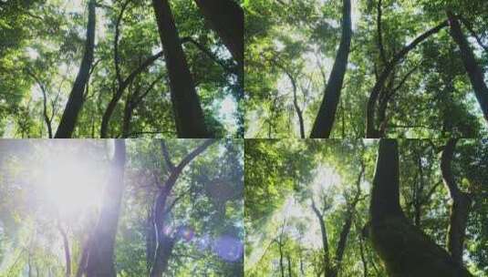 阳光穿过森林树木茂密丛林绿色自然风景高清在线视频素材下载