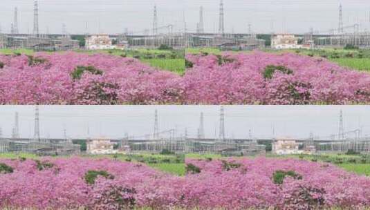 中国广东省广东省广州市南沙马克村紫花风铃高清在线视频素材下载