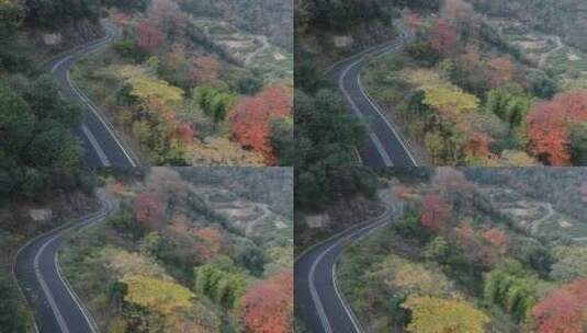 杭州富阳墅溪村林峰山森林秋色航拍高清在线视频素材下载