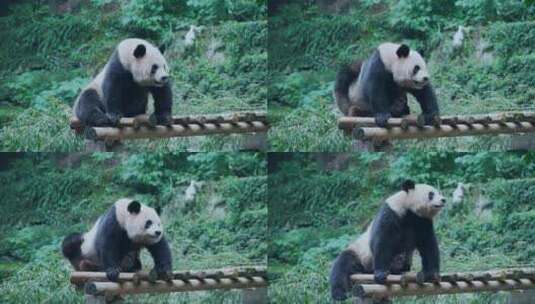 大熊猫挠痒高清在线视频素材下载